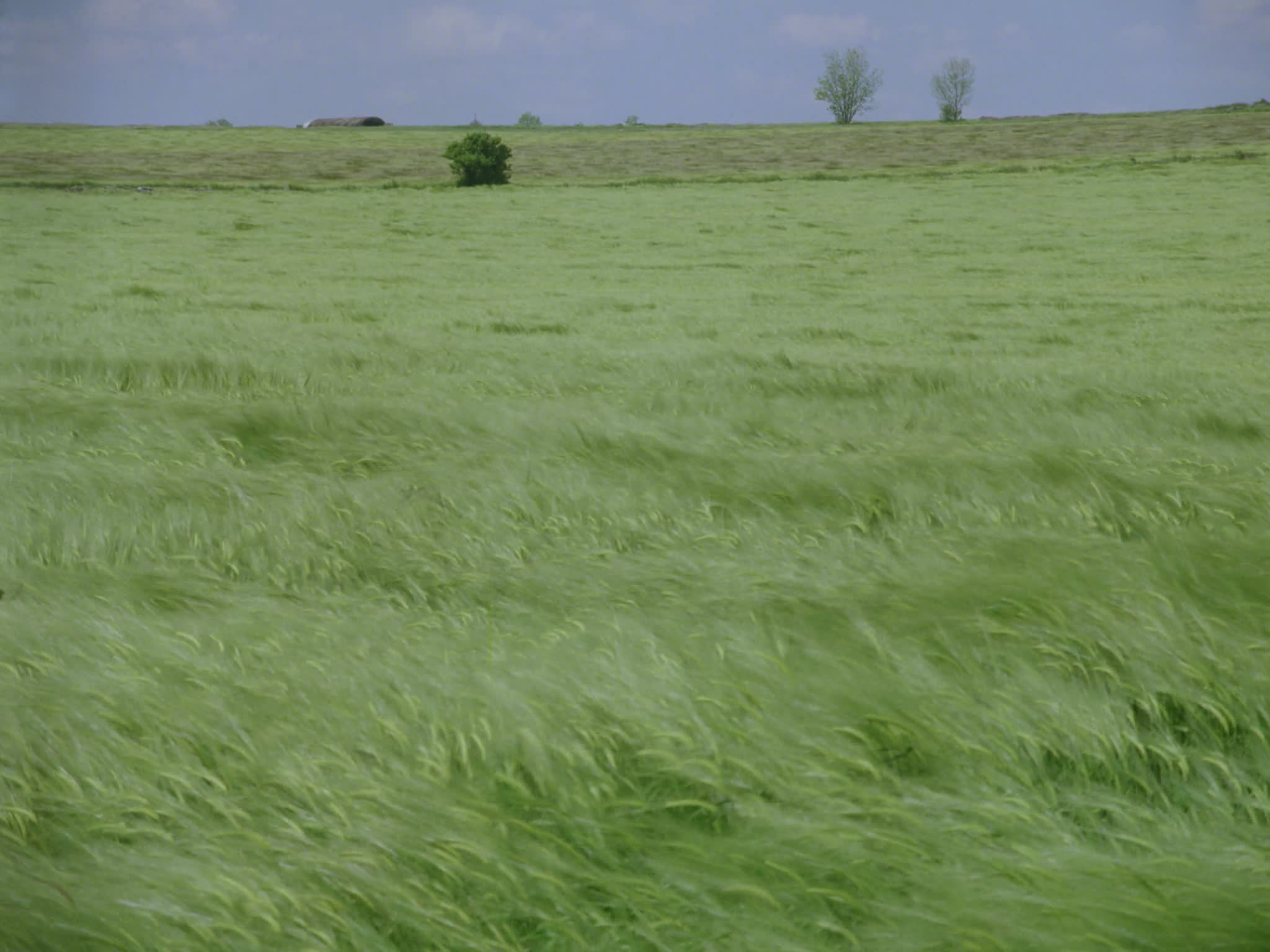 Field of Green Wheat