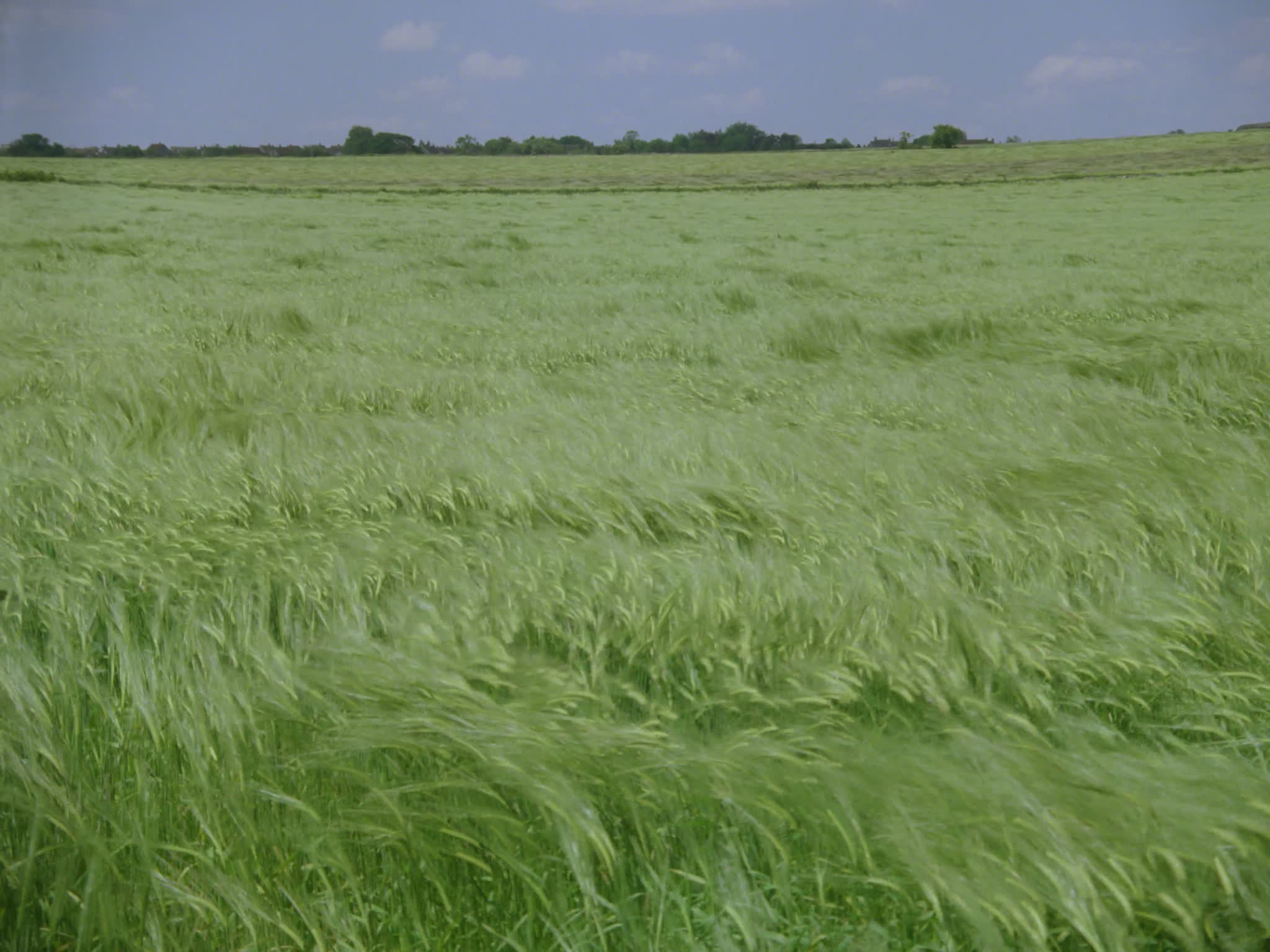 Field of Green Wheat