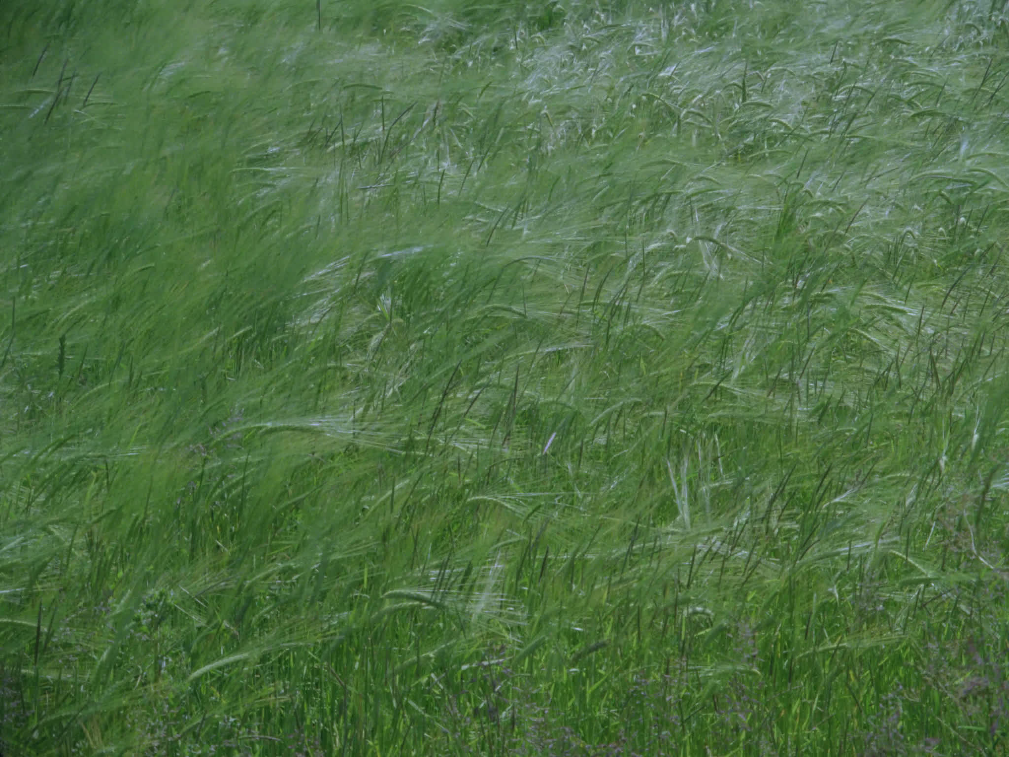 Field of Green Wheat