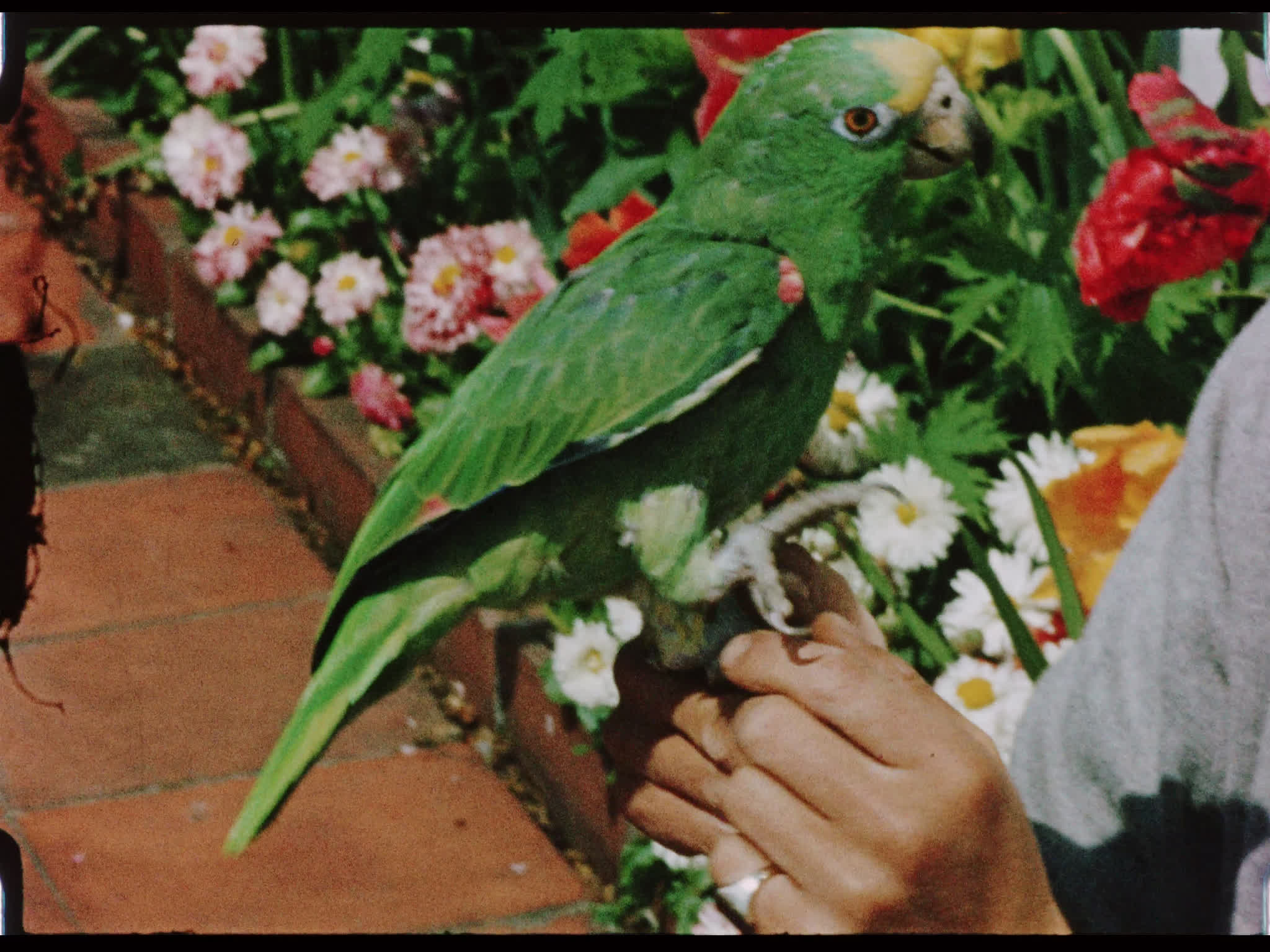 Dirk Bogarde and Annie the Parrot