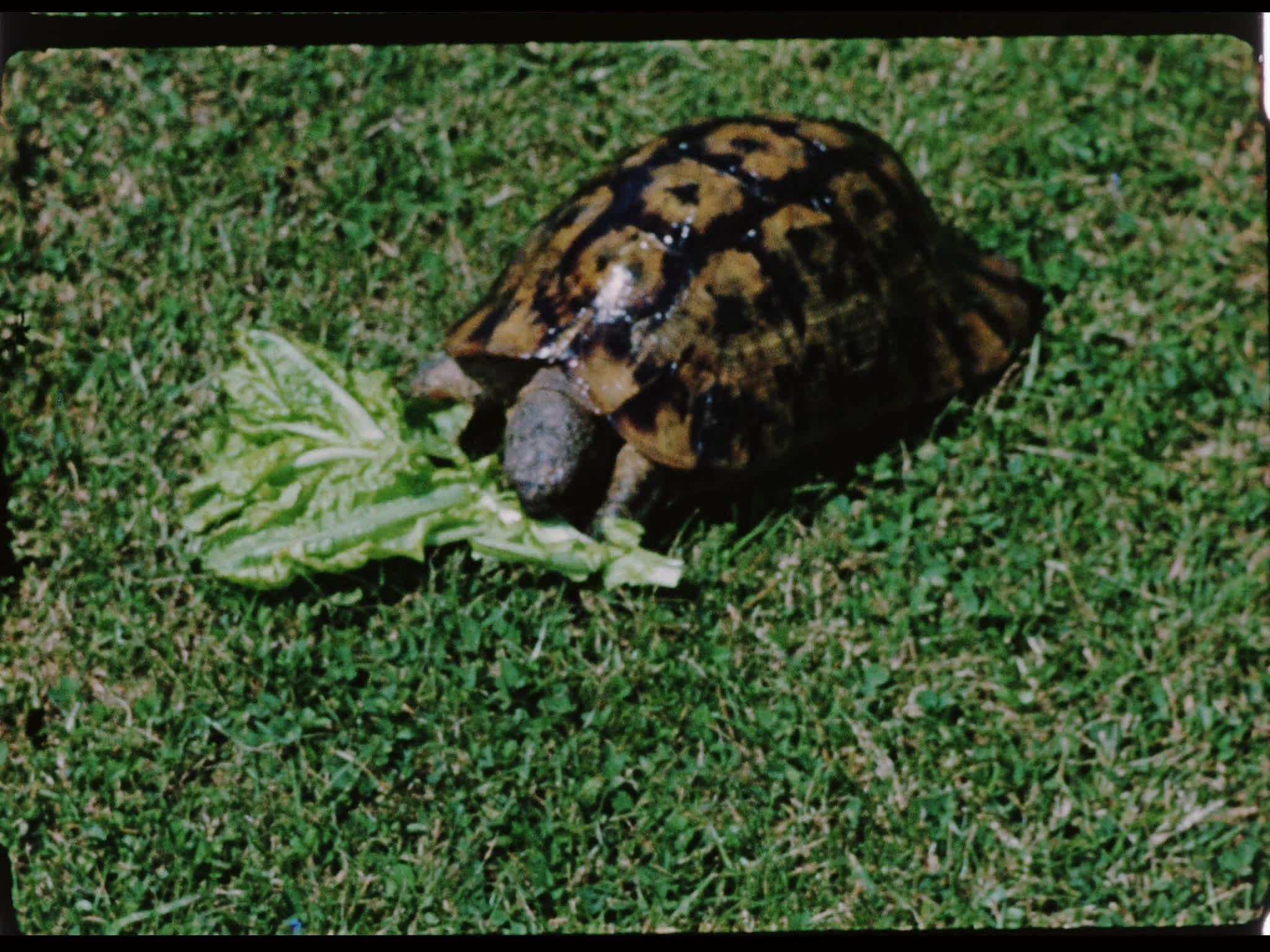 Tortoise Eating Lettuce Outside Beel House