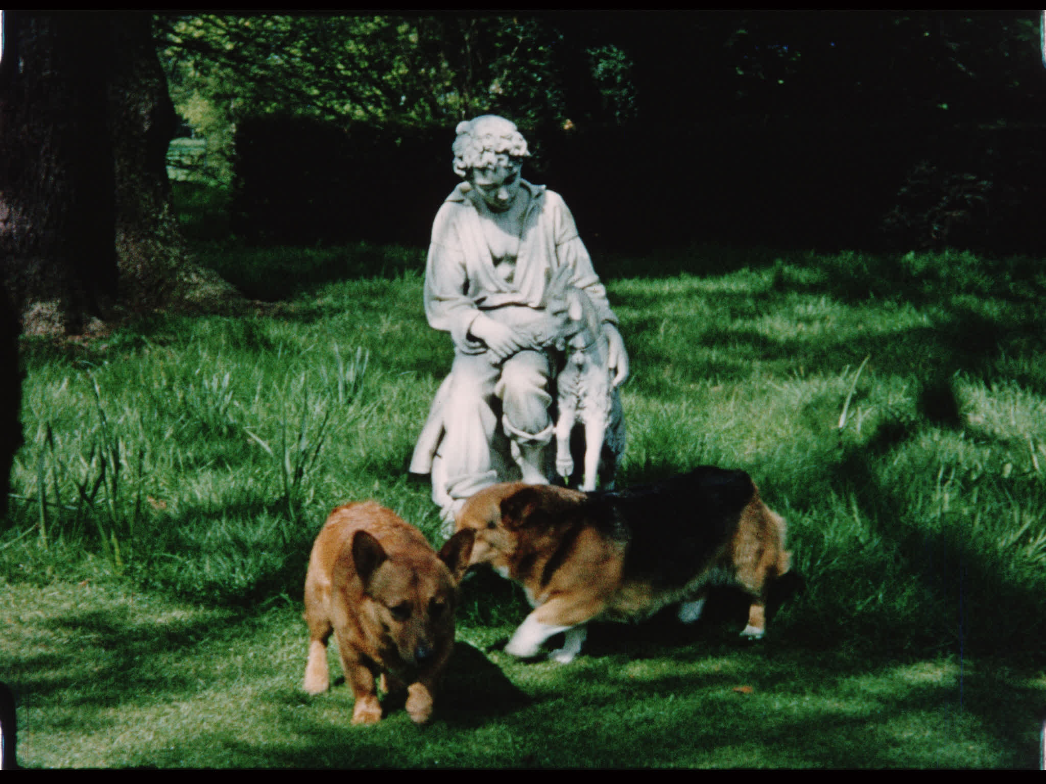 Corgis Outside Beel House