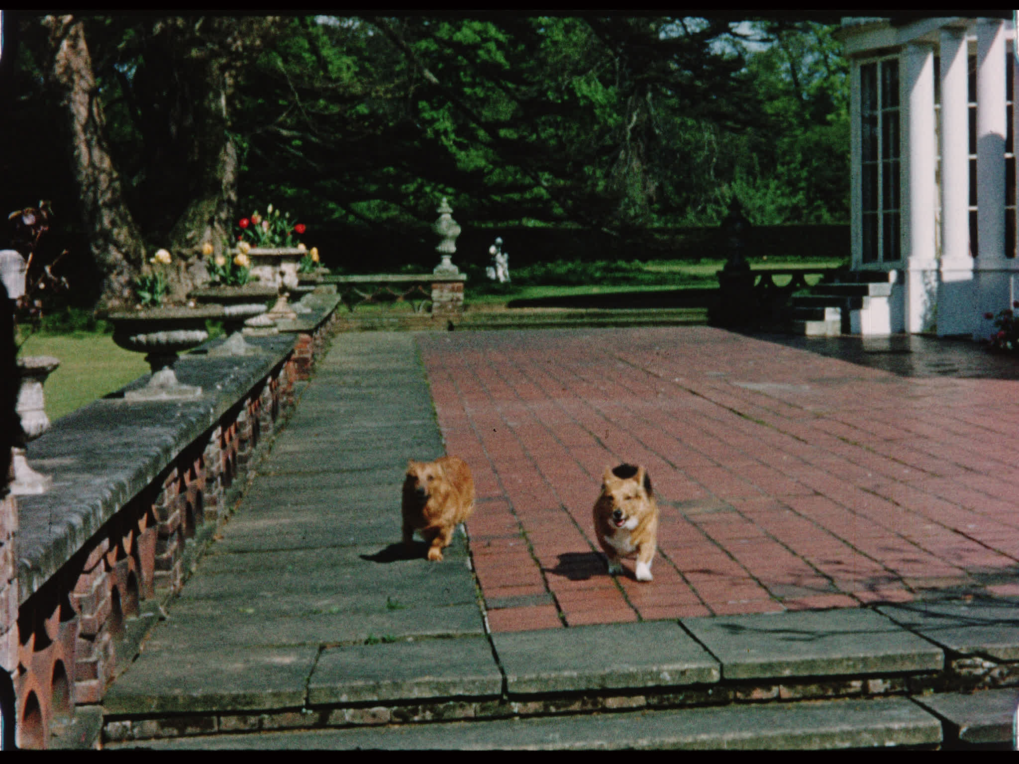 Corgis Outside Beel House