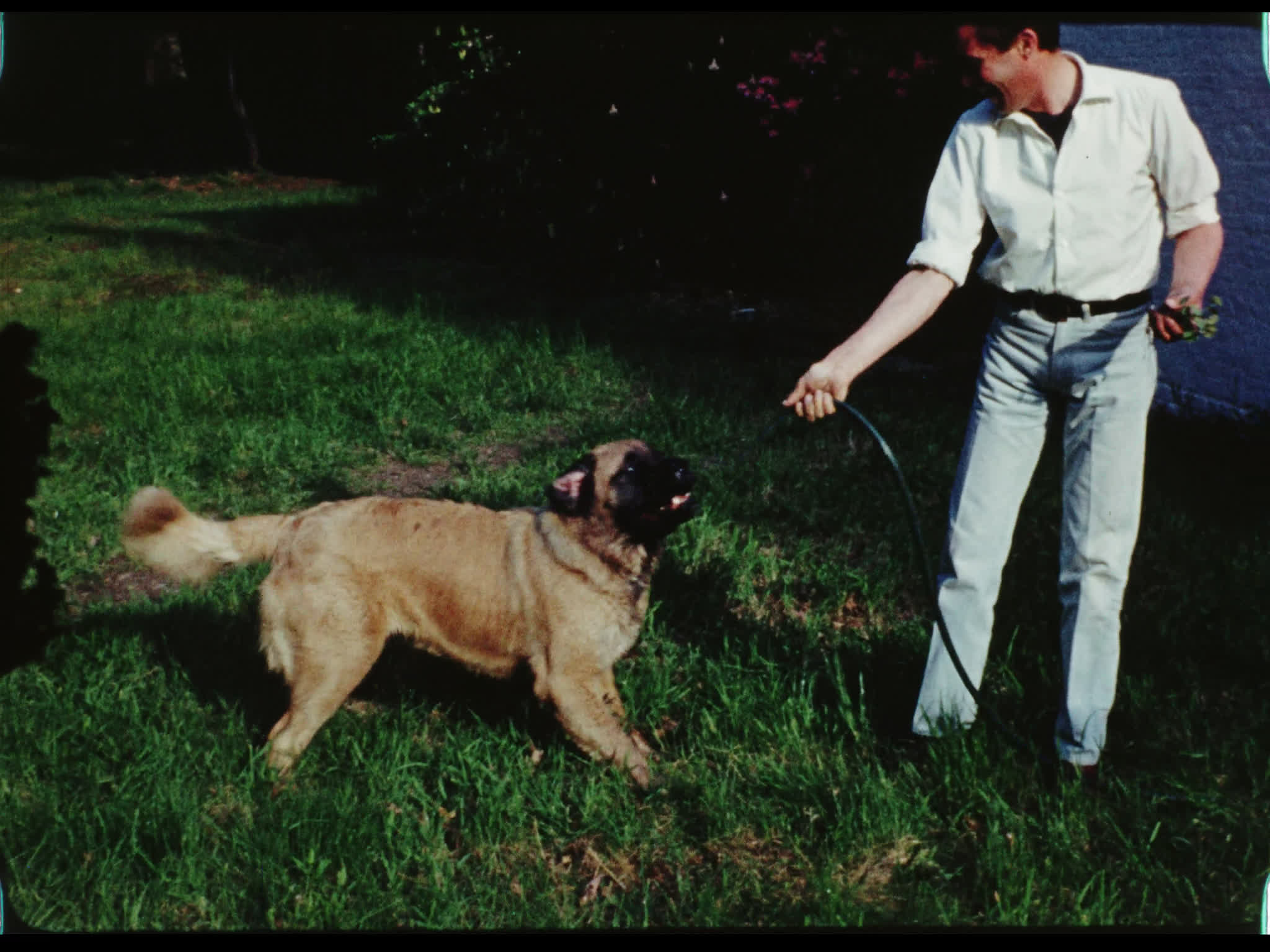 Candy the Mastiff Playing With a Hose
