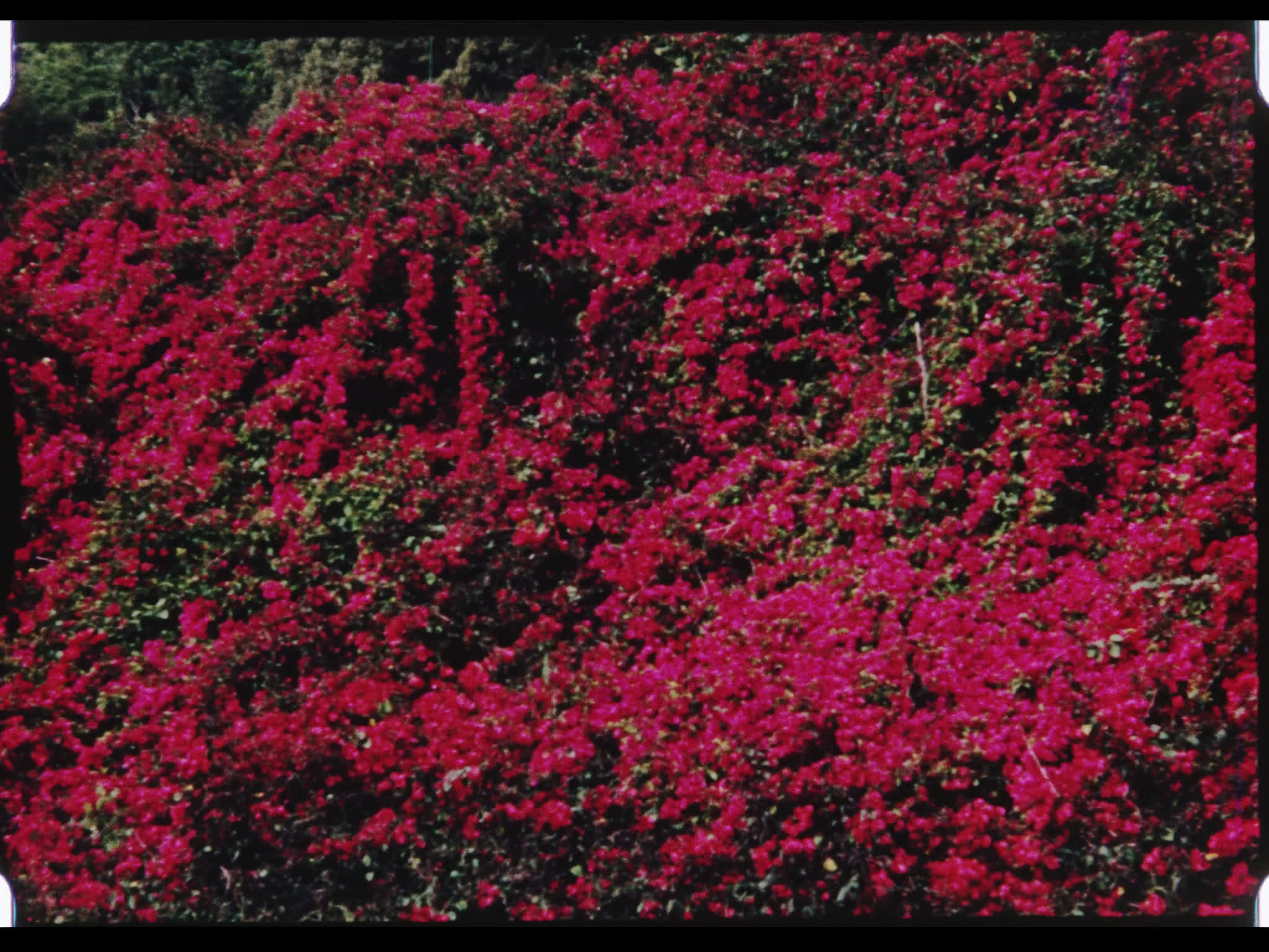 Los Angeles Flowers