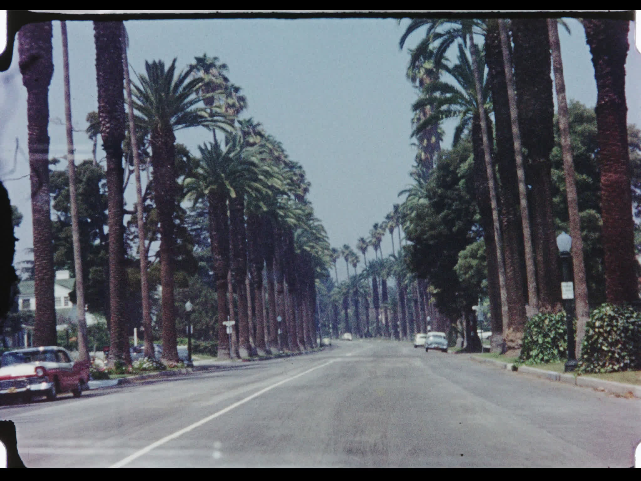 POV Driving Down Palm Tree Lined Street