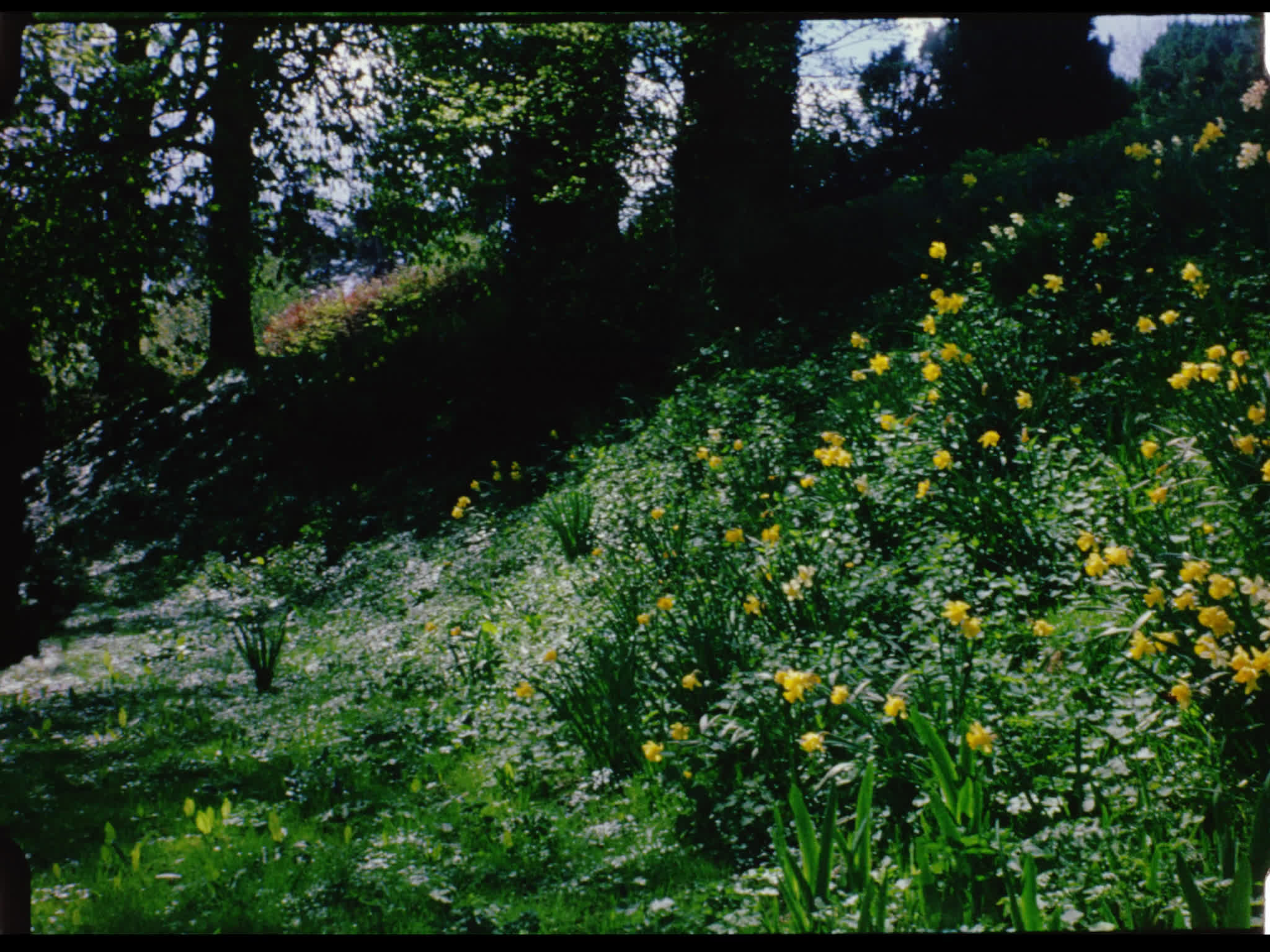 Daffodils at Nore Farm