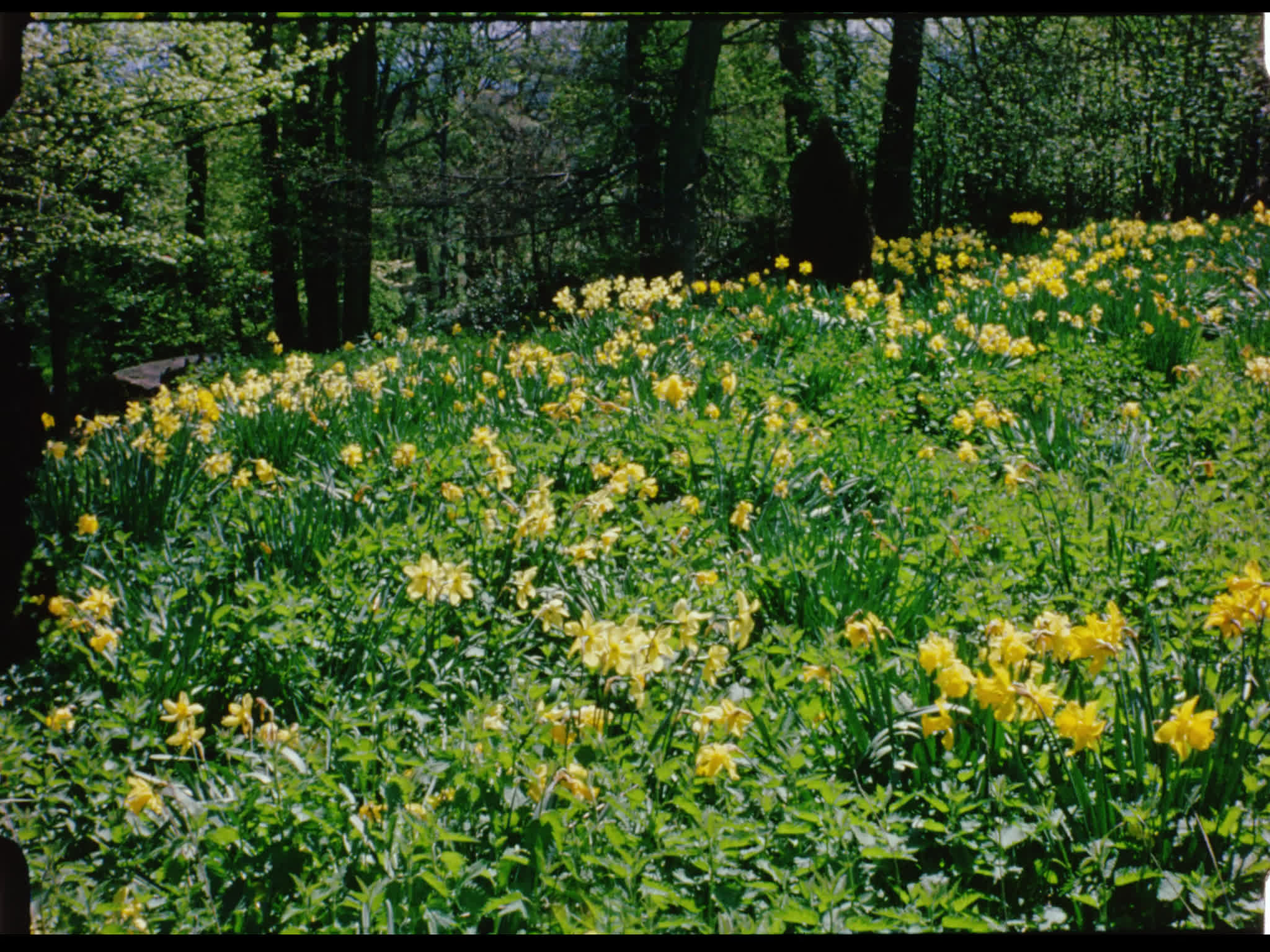 Daffodils at Nore Farm
