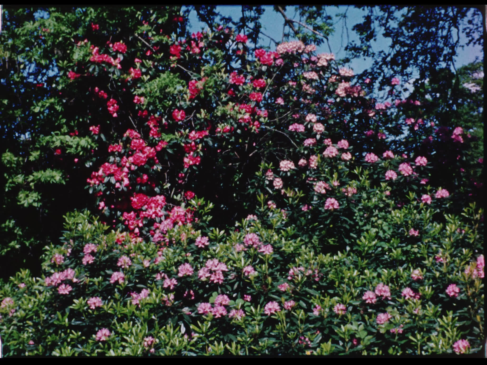 Beel House Garden