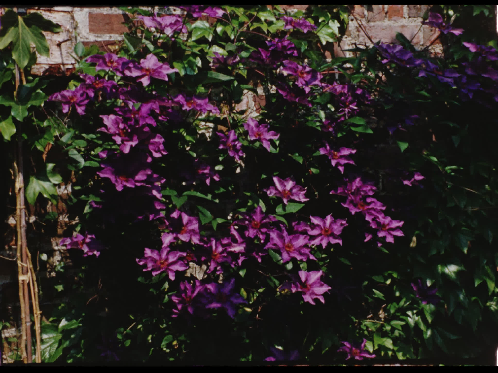 Flowers Outside Beel House