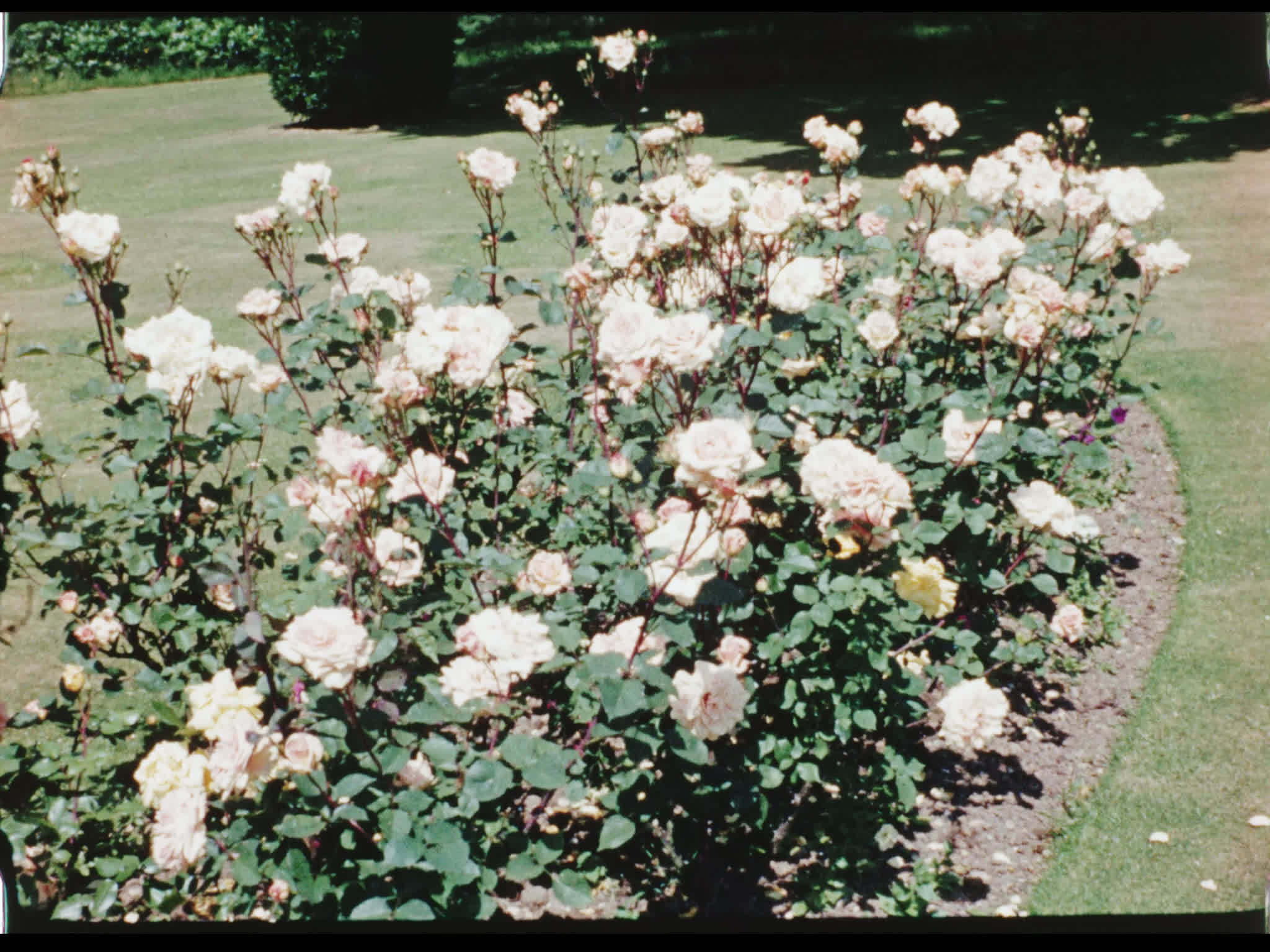 Flowers Outside Beel House