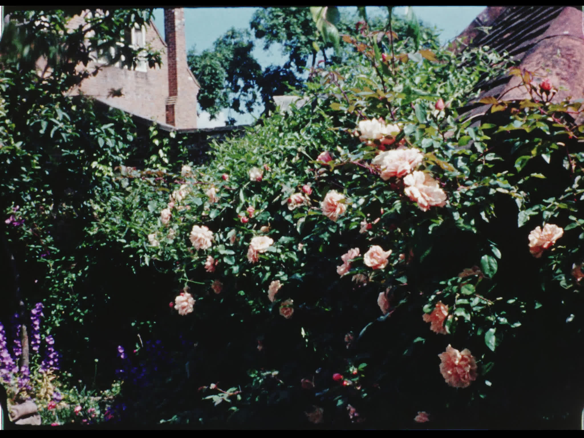 Flowers Outside Beel House