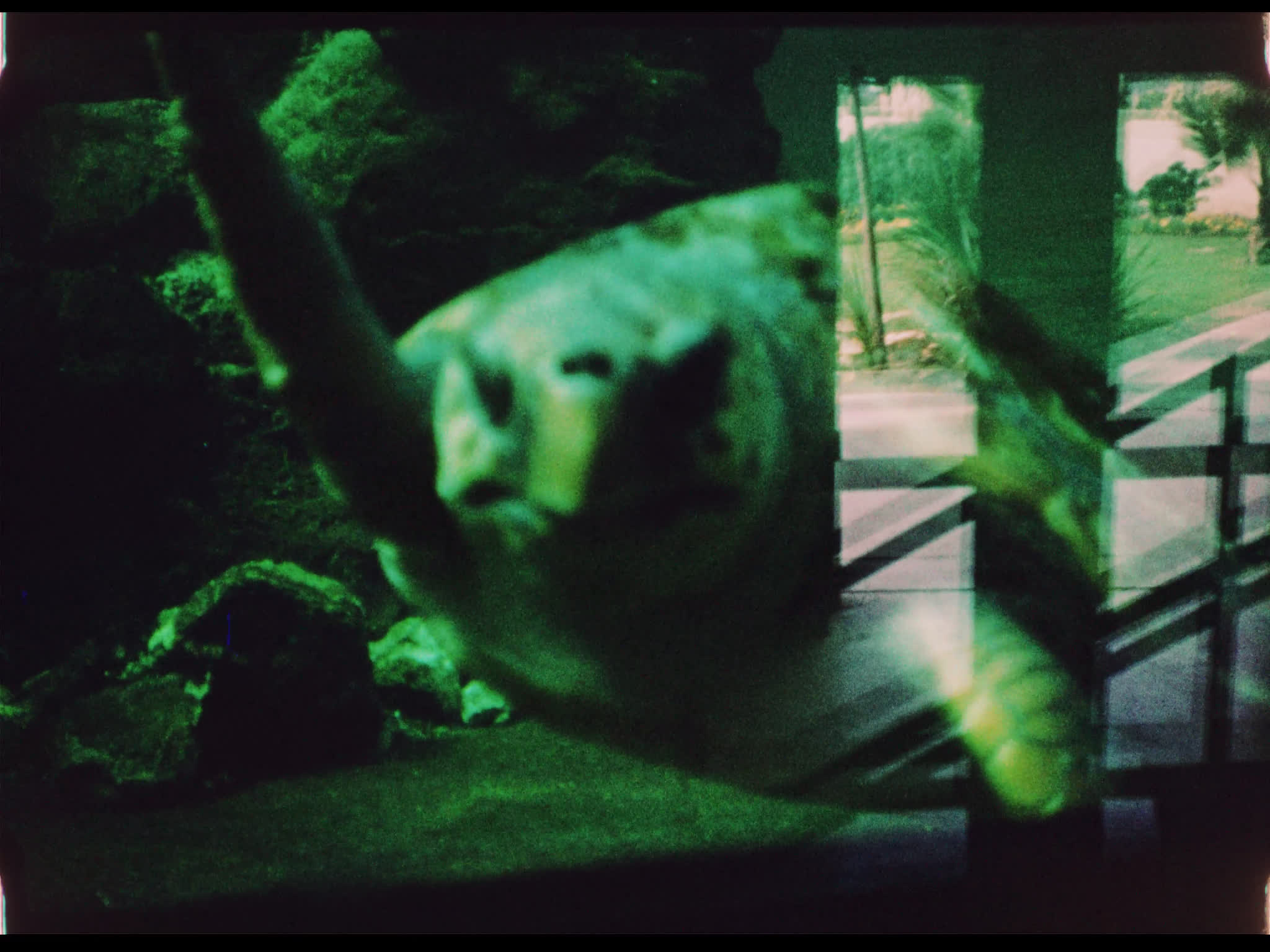 Sea Turtles in an Aquarium