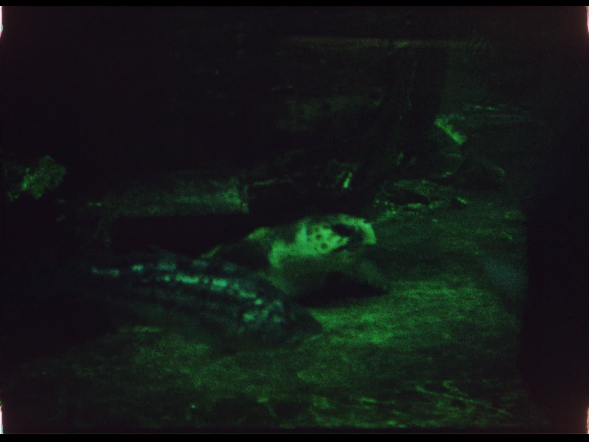 Sea Turtle and Fish in an Aquarium
