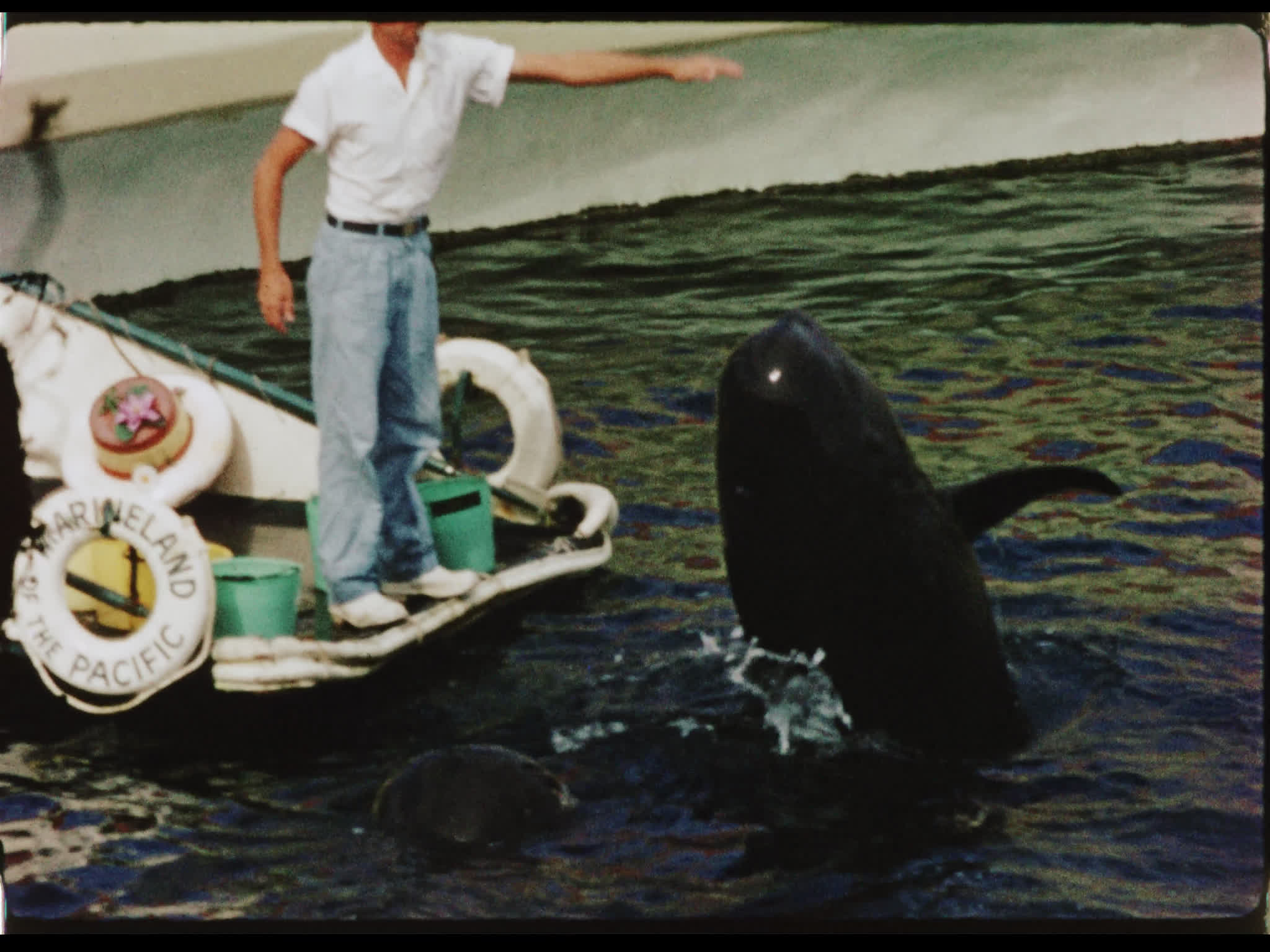 Pilot Whales Performing at Marineland of the Pacific