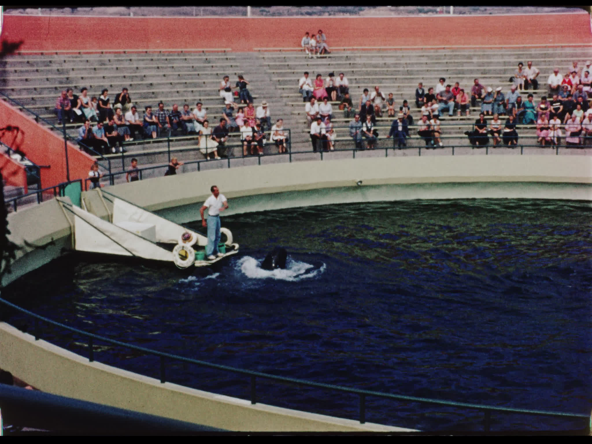 Dolphin and Pilot Whale Show at Marineland of the Pacific