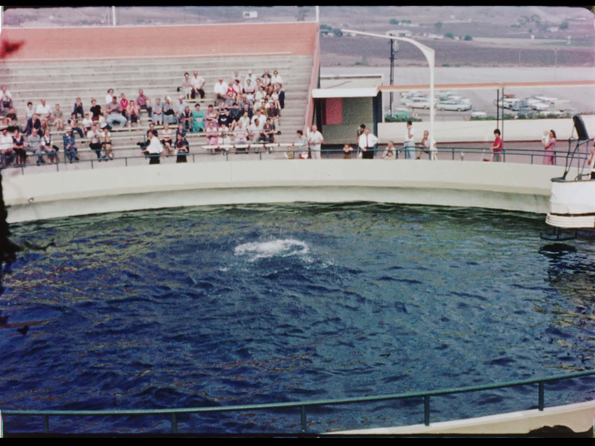 Dolphins Performing Jumps at Marineland of the Pacific