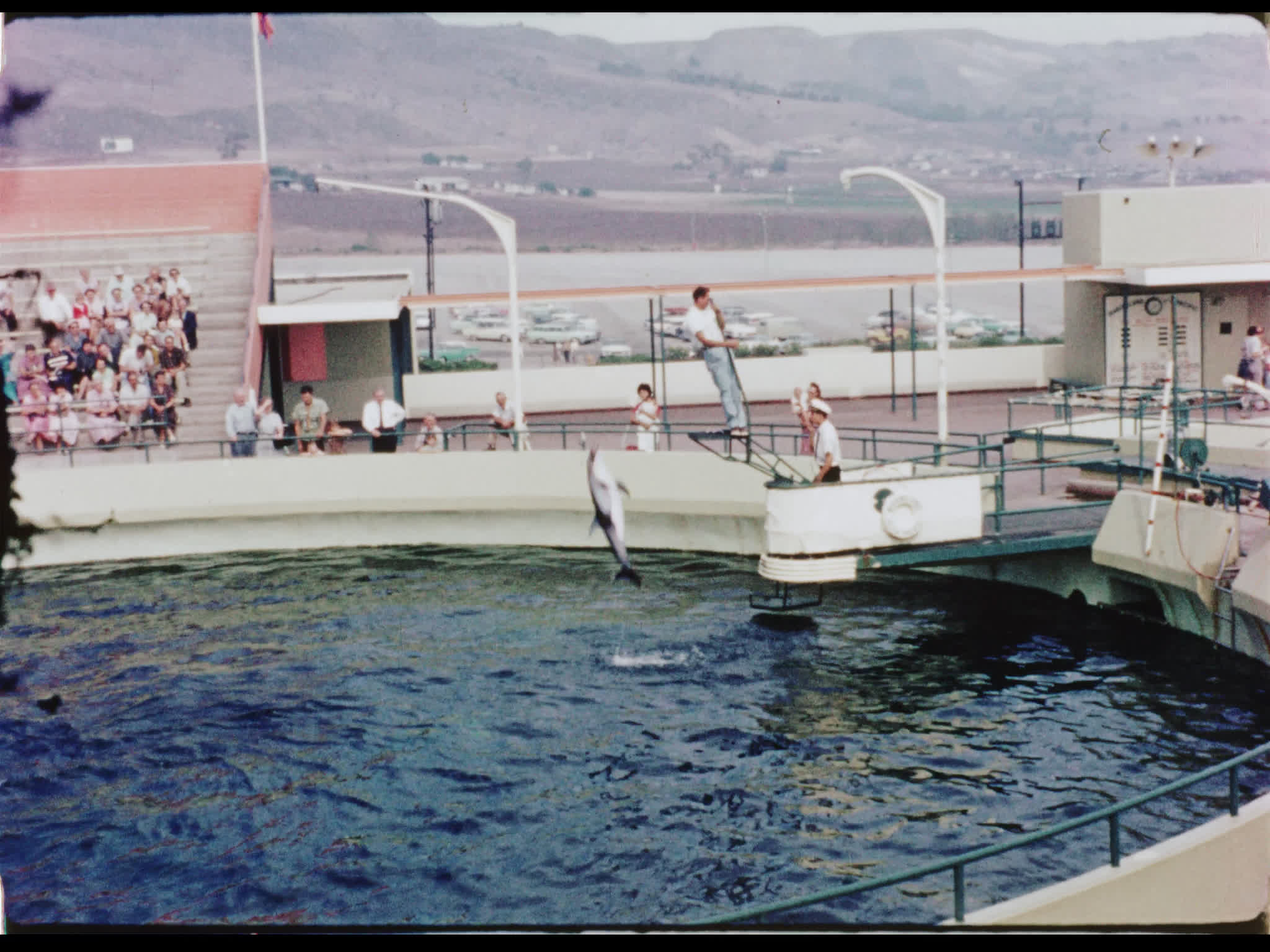 Dolphins Performing Jumps at Marineland of the Pacific