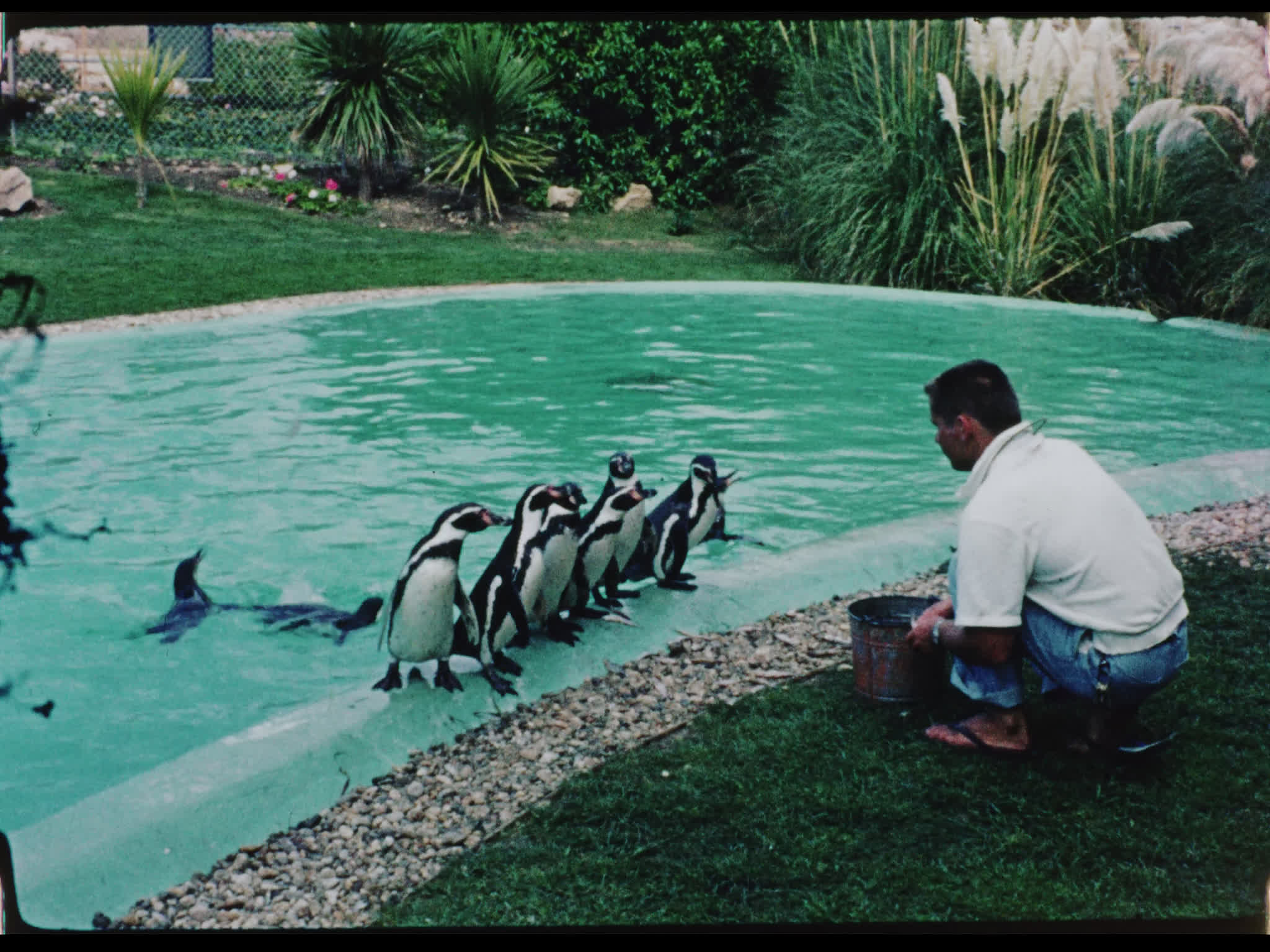 Penguins at Marineland of the Pacific