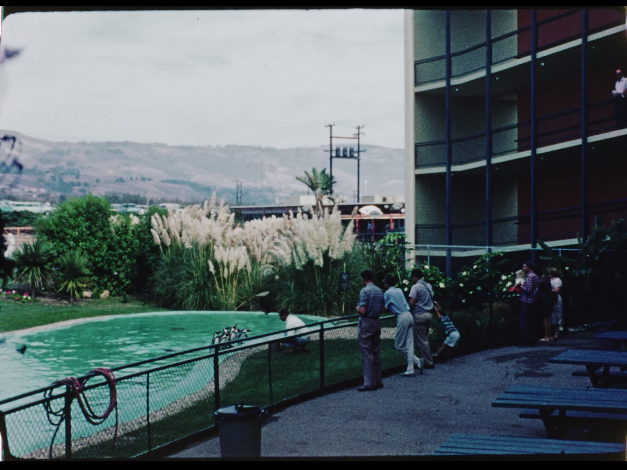 Spectators Watching Penguins at Marineland of the Pacific