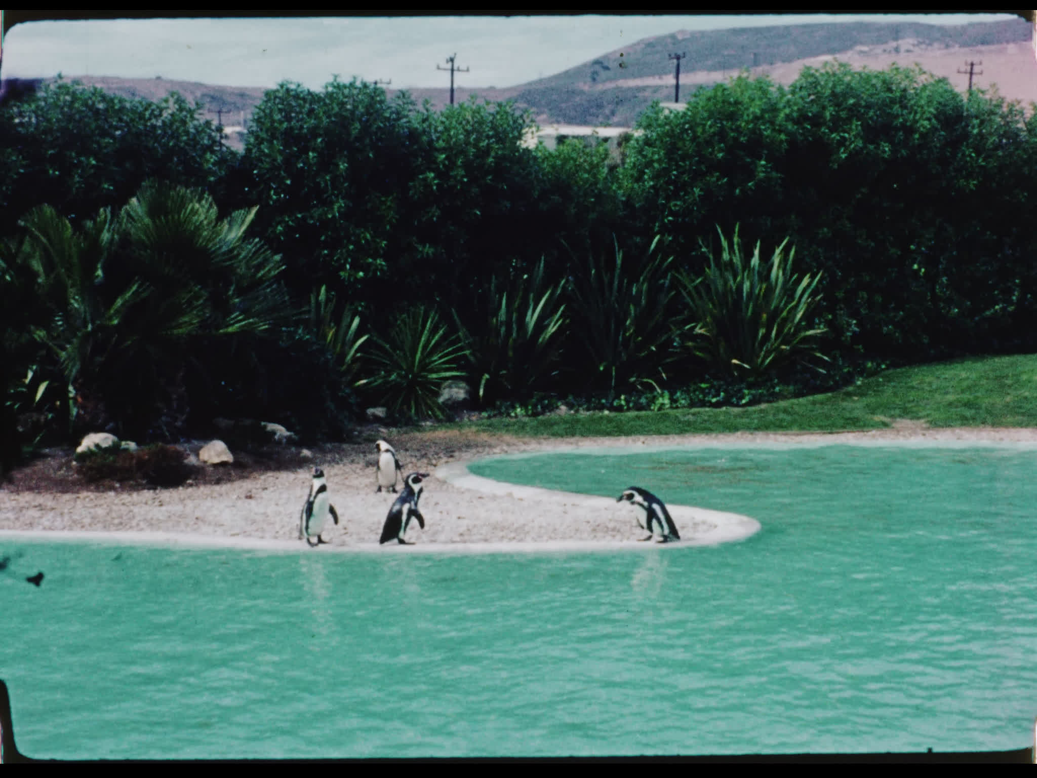 Penguins at Marineland of the Pacific