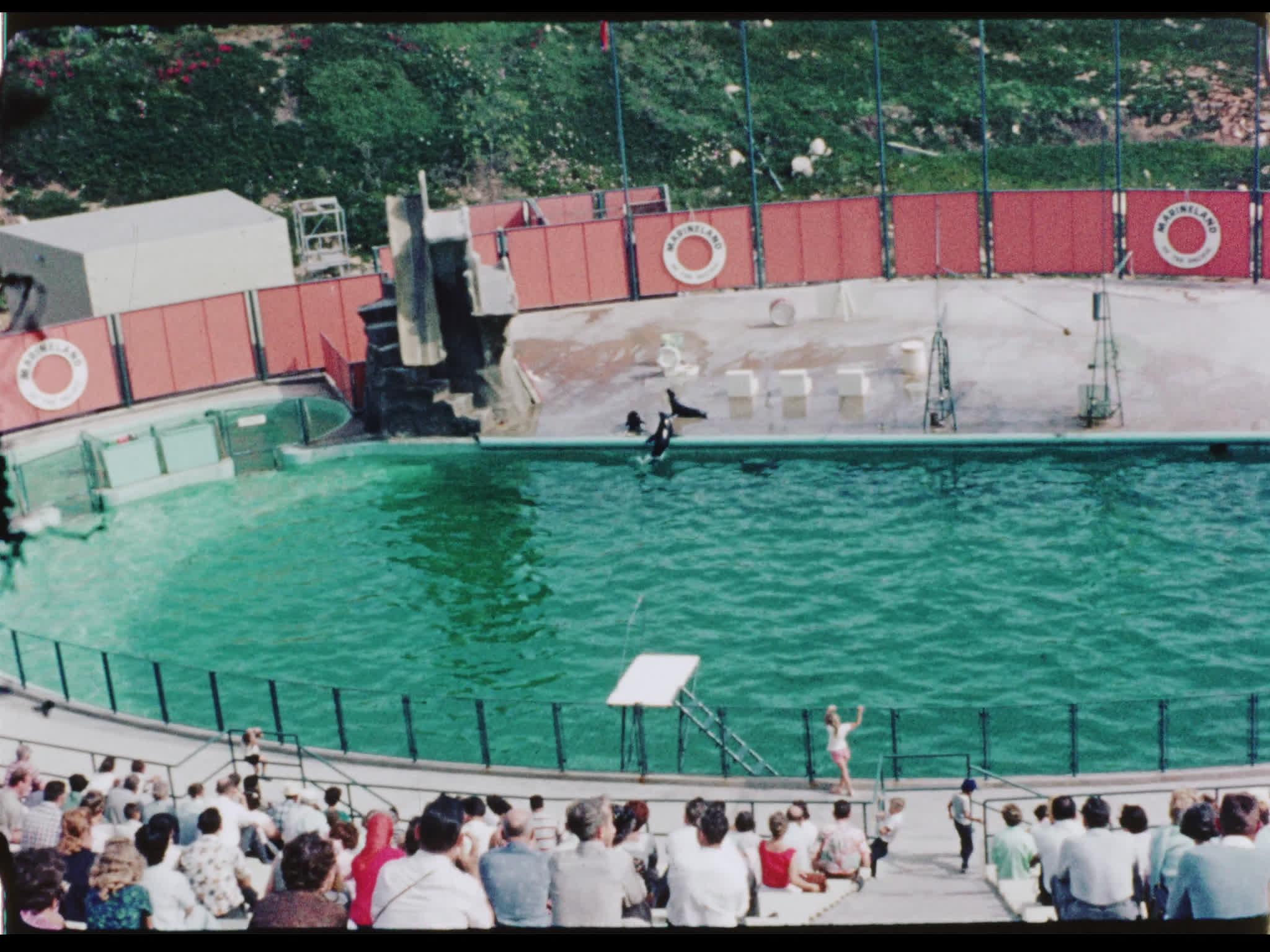 Marineland of the Pacific Audience for Seal Show