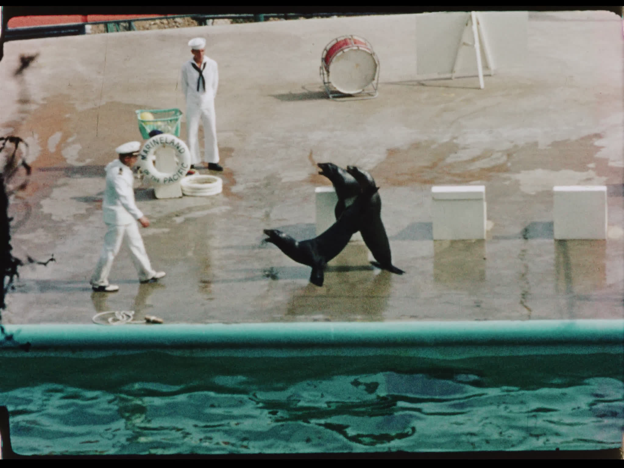 Seals Performing at Marineland of the Pacific