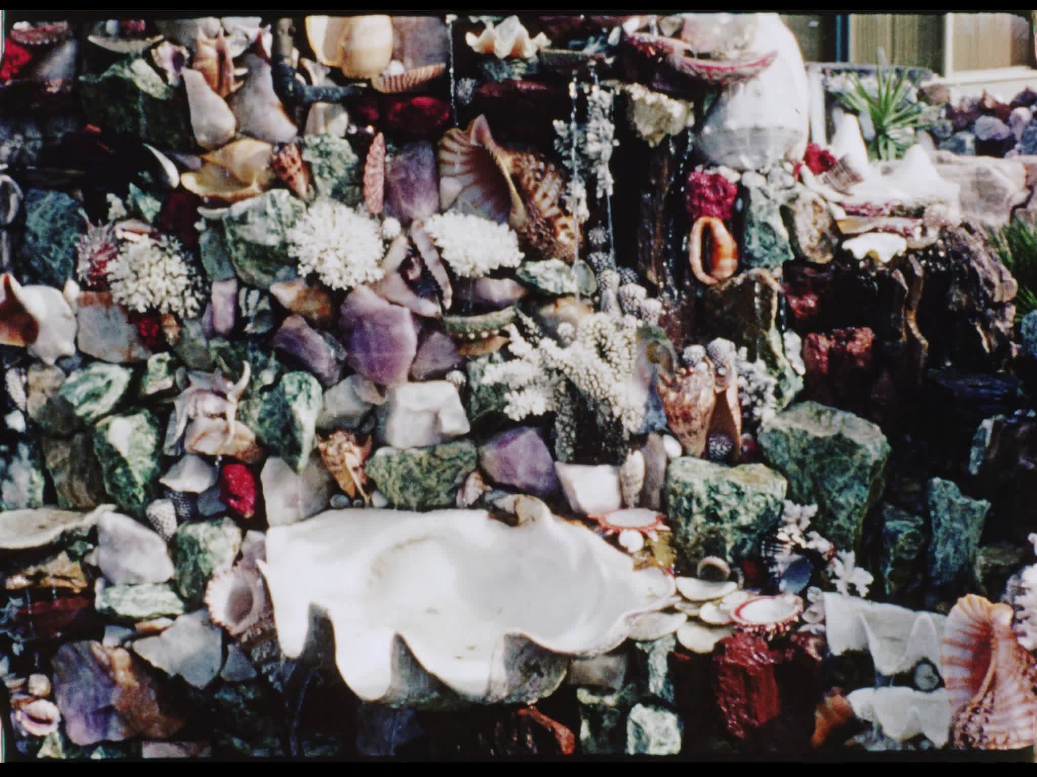 Seashells Display at Marineland of the Pacific